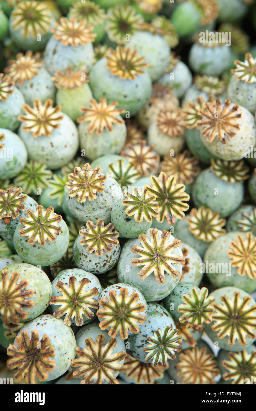 Close up of starburst details of colorful green poppy seed pods (papaver somniferum) Stock Photo