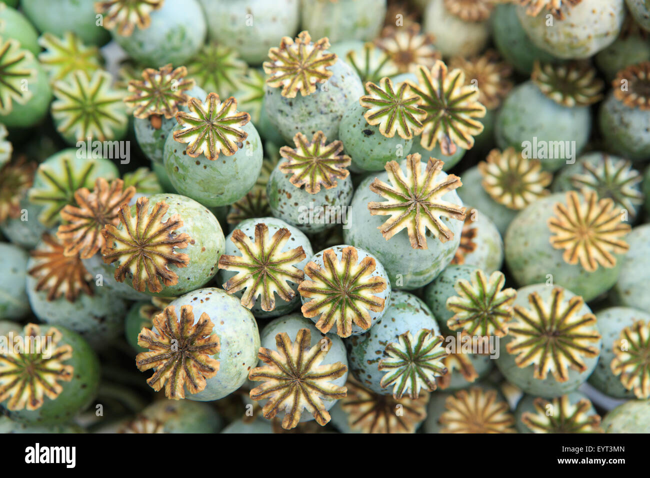 California poppy seed pod hi-res stock photography and images - Alamy