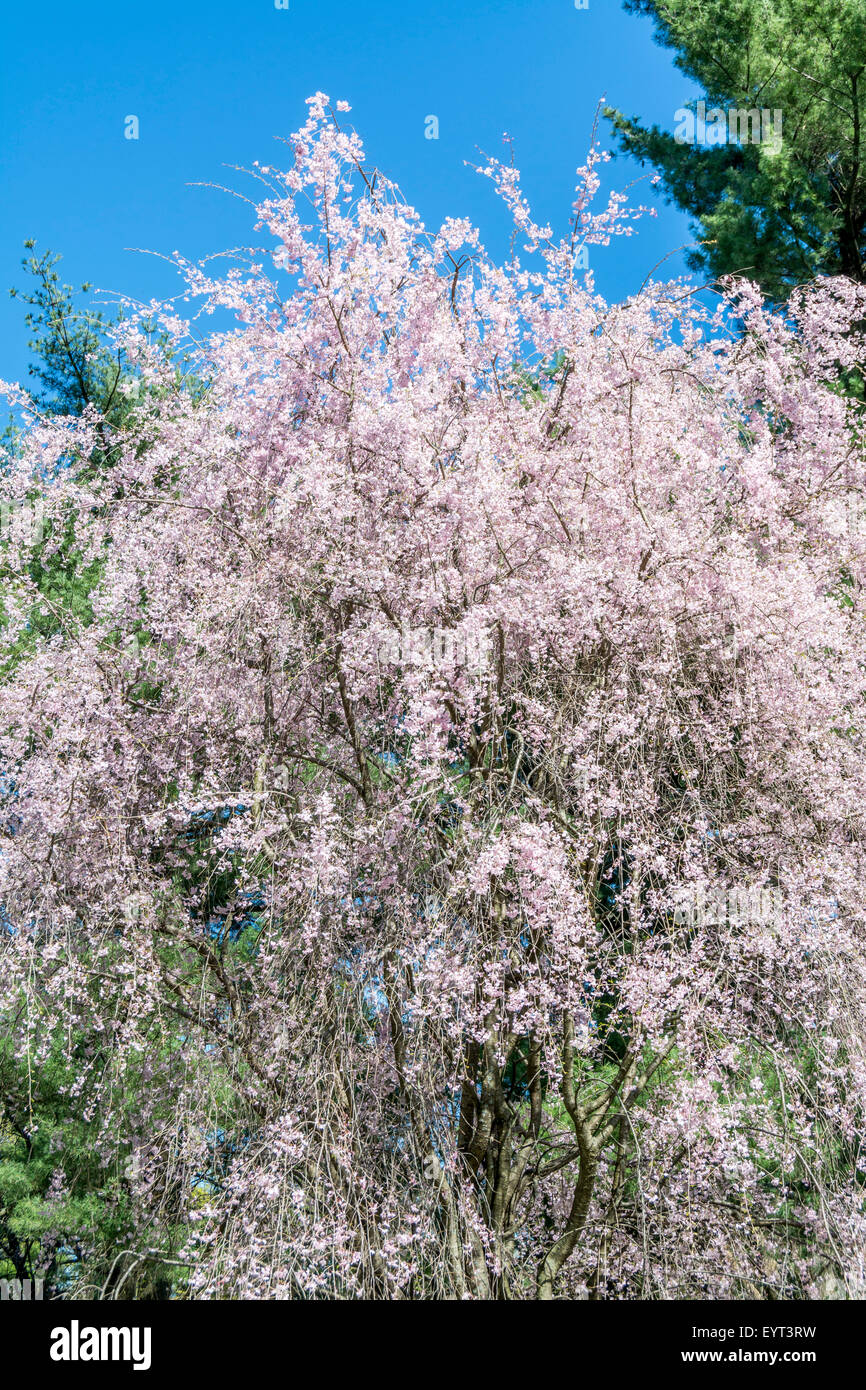 Flowering cherry tree in early Spring in Kentucky USA Stock Photo - Alamy