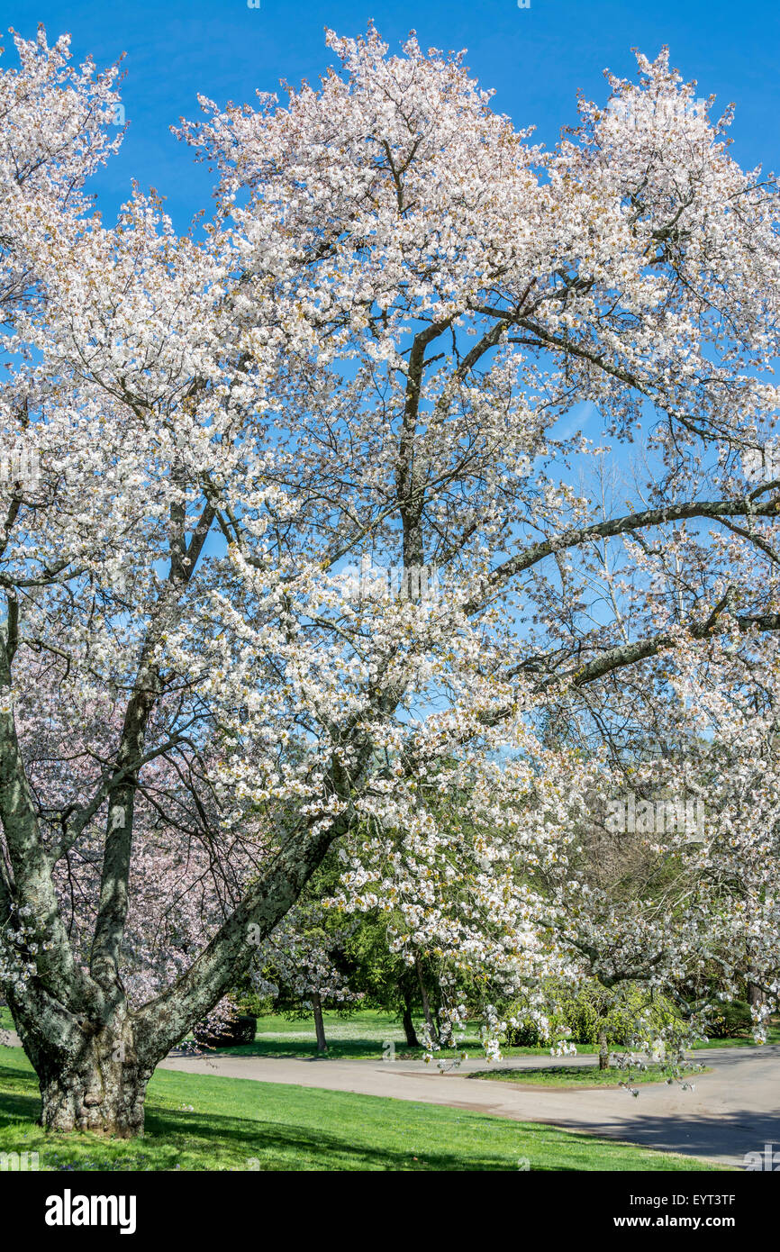 Flowering pear tree in early Spring in Kentucky USA Stock Photo Alamy