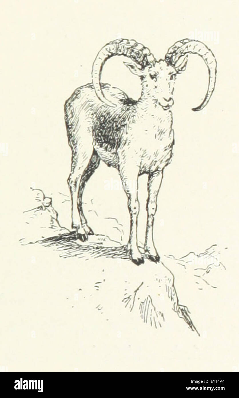 Image taken from page 29 of 'A Wild Sheep Chase. Notes of a little philosophic journey in Corsica. Translated from the French, etc' Image taken from page 29 of 'A Wild Sheep Chase Stock Photo