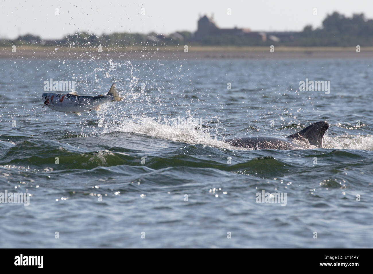 Bottlenose dolphin (Tursiops truncatus) with a fish (salmon, Salmo salar), Moray Firth, Highlands, Scotland UK Stock Photo
