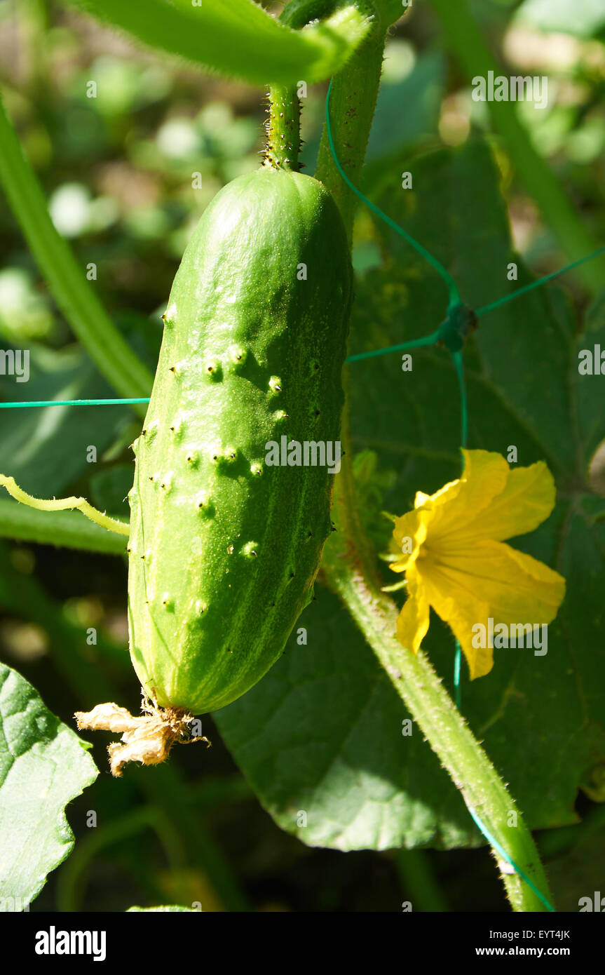 Thorn cucumber hires stock photography and images Alamy