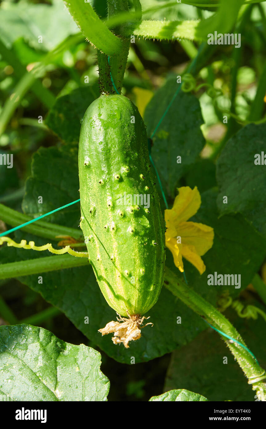 Cucumber in bright sunlight growing on the plant Stock Photo Alamy