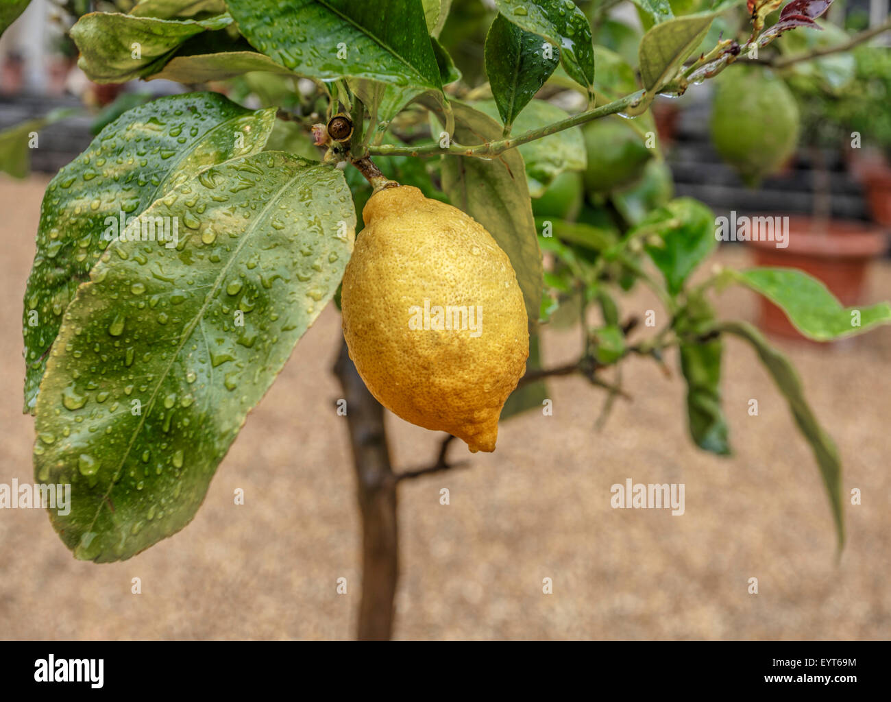 A fruiting lemon tree at the Orangery at Ickworth House, Bury St. Edmunds, Suffolk, East Anglia, England, Great Britain, UK. Stock Photo