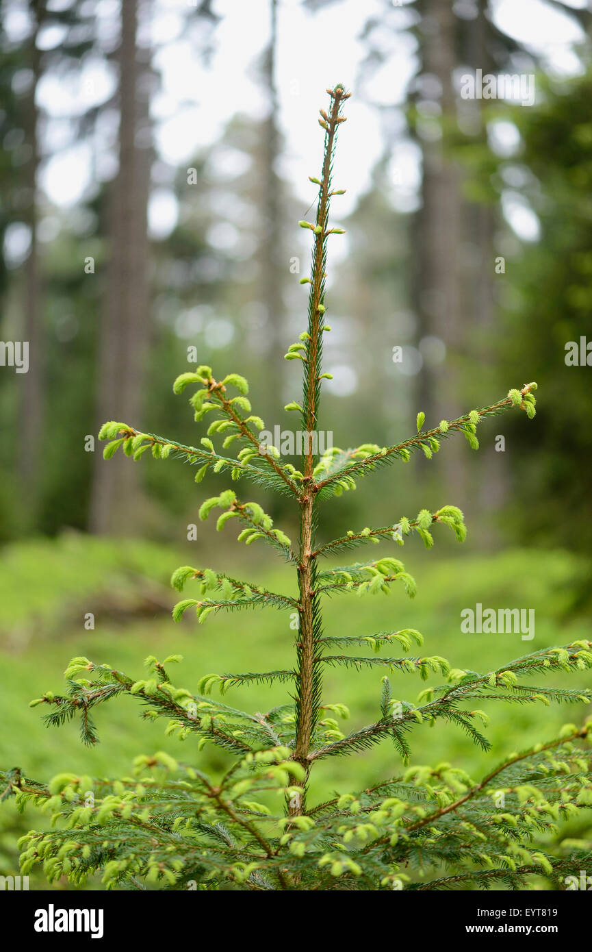 Young young common spruce wood, Picea Abies, closeup Stock Photo Alamy