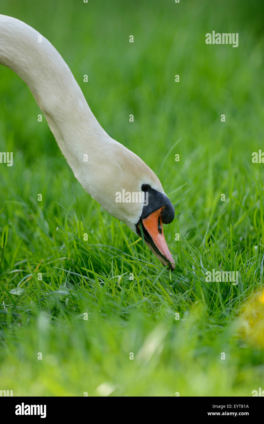 mute swan, Cygnus olor, portrait, side view, grass, eating Stock Photo