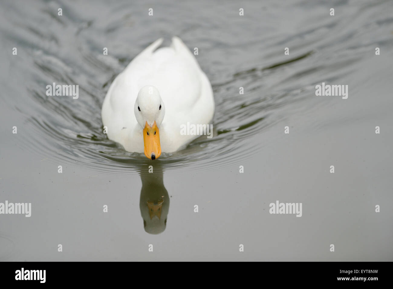 Peking duck, water, frontal, swimming Stock Photo - Alamy