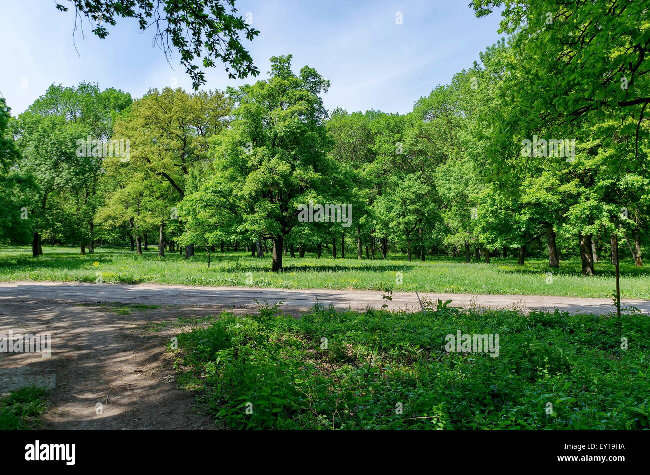 Panorama of a path through a lush green summer forest, Ludogorie, Bulgaria Stock Photo