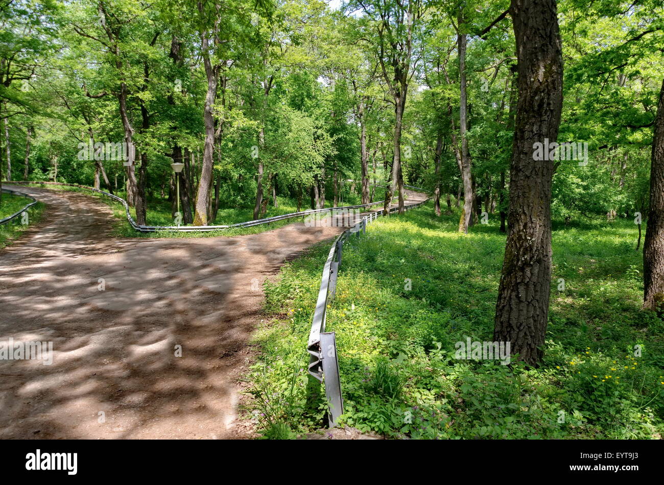 Panorama of a path through a lush green summer forest, Ludogorie, Bulgaria Stock Photo