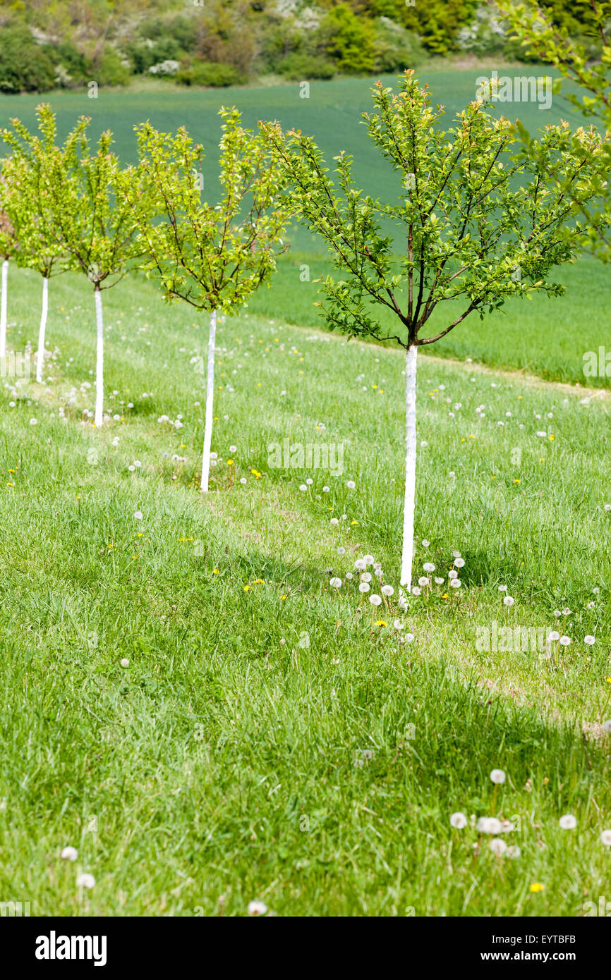 Young fruit trees Stock Photo Alamy