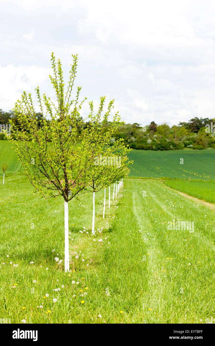 Young fruit trees Stock Photo Alamy