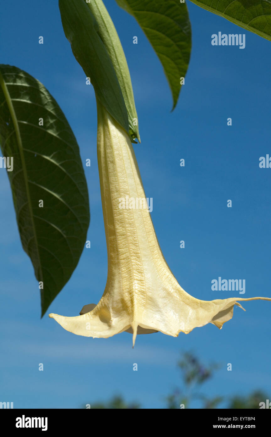 Engelstrompete; Brugmansia suaveolens; Stock Photo