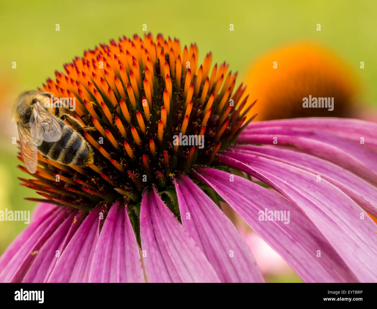 Closeup of echinacea flower with bee Stock Photo