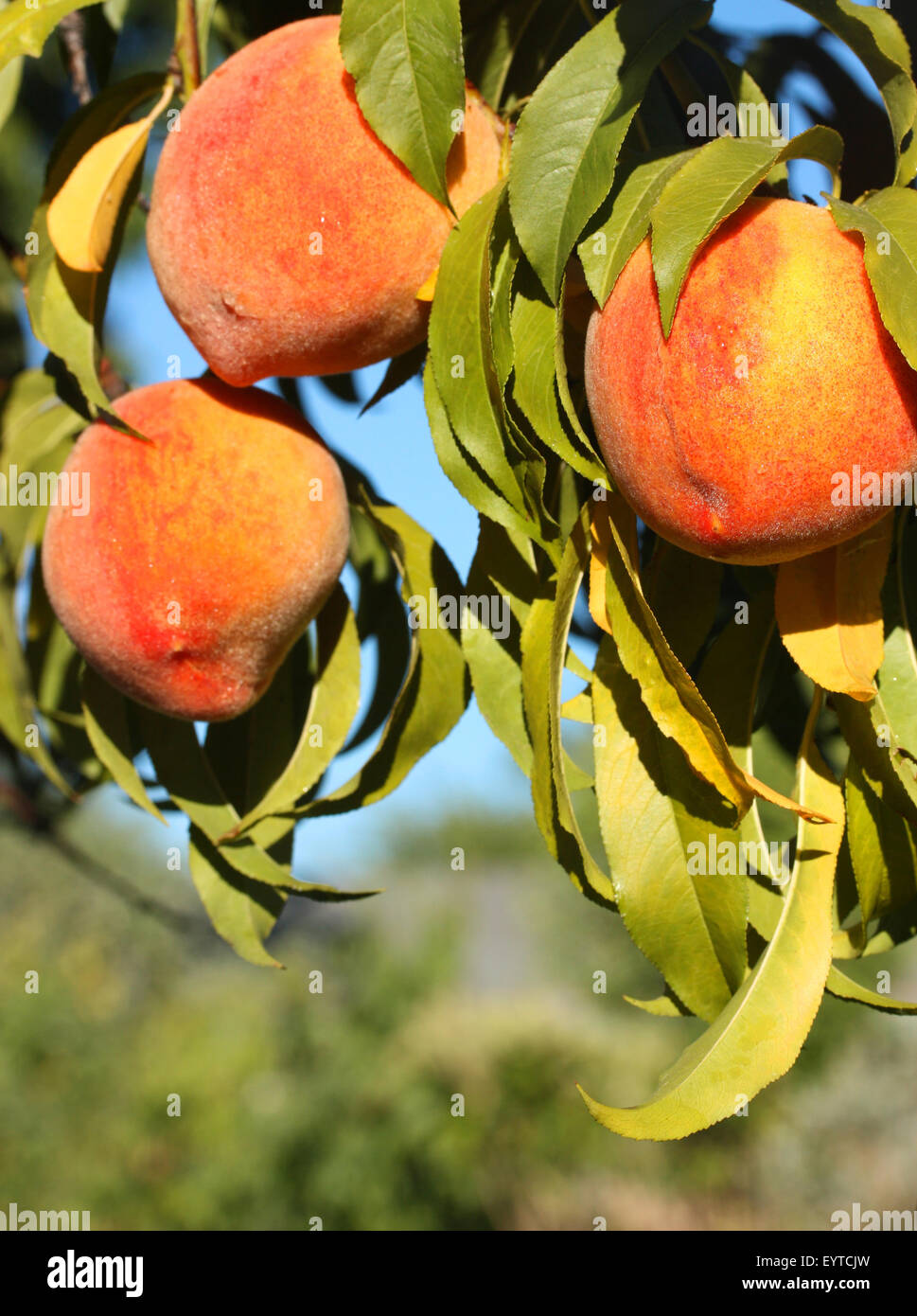 Picking nectarine hires stock photography and images Alamy