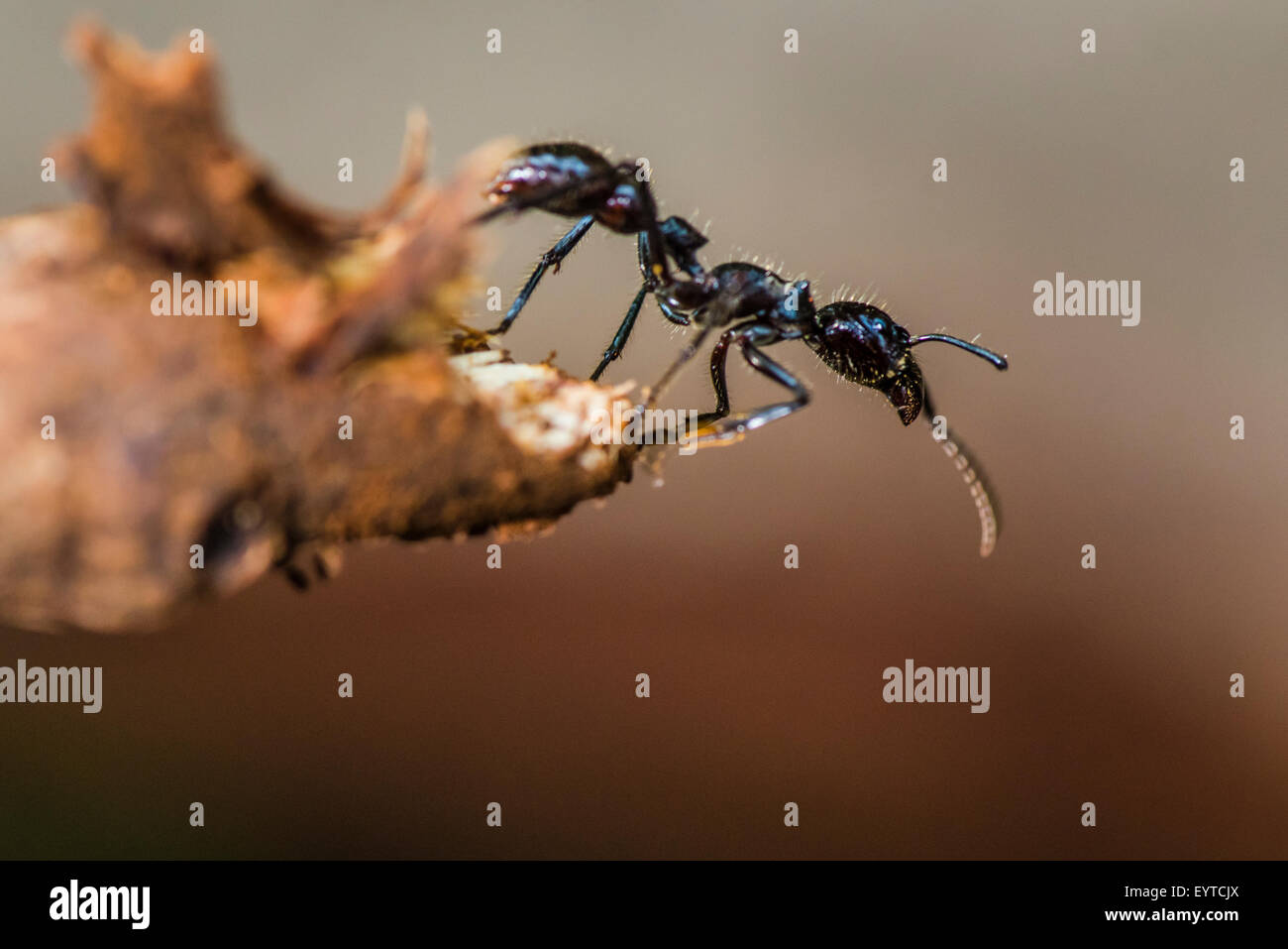 A Bullet ant walking looking for food Stock Photo
