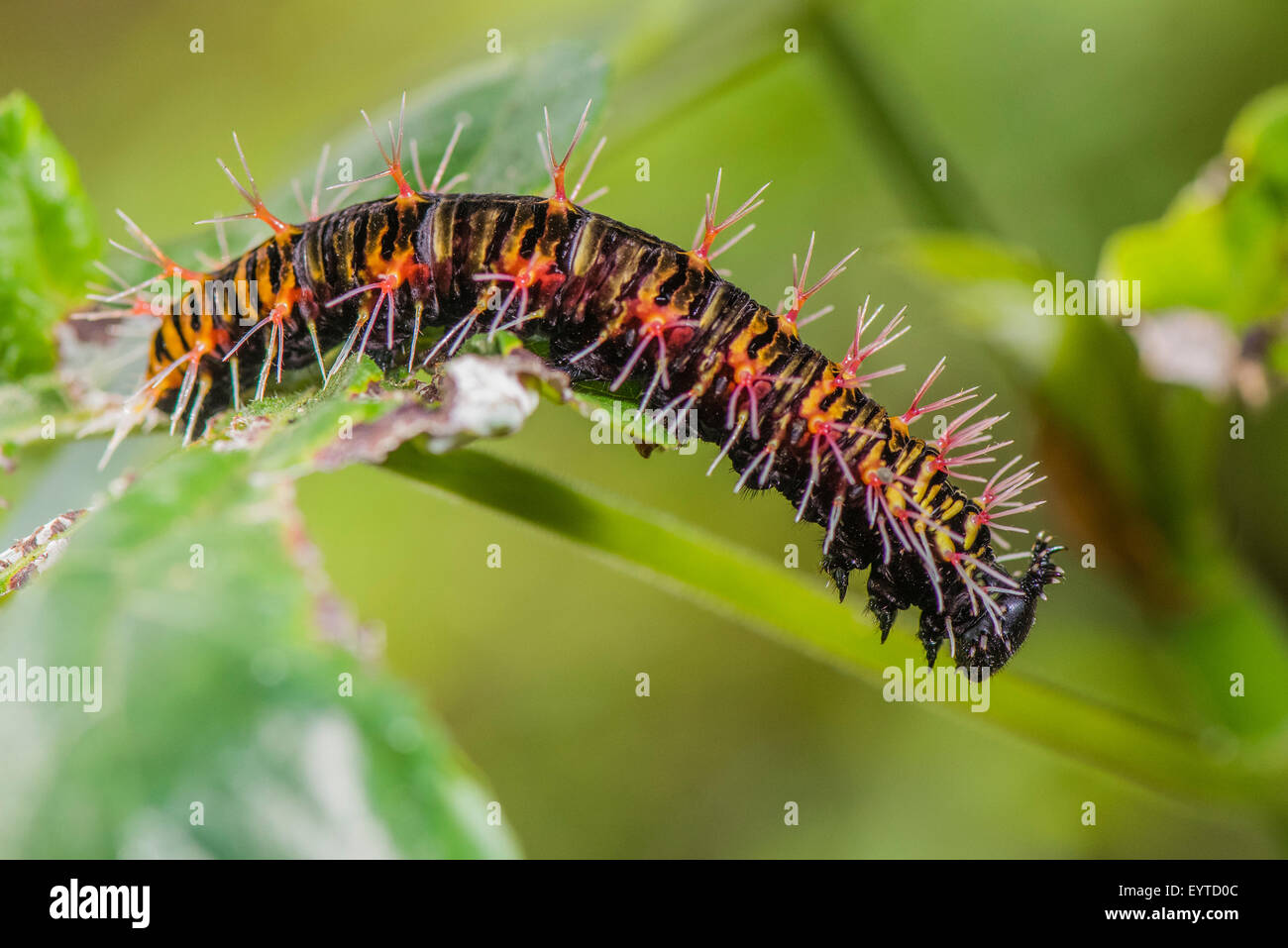 A caterpillar of the Sulphur butterfly species Stock Photo - Alamy