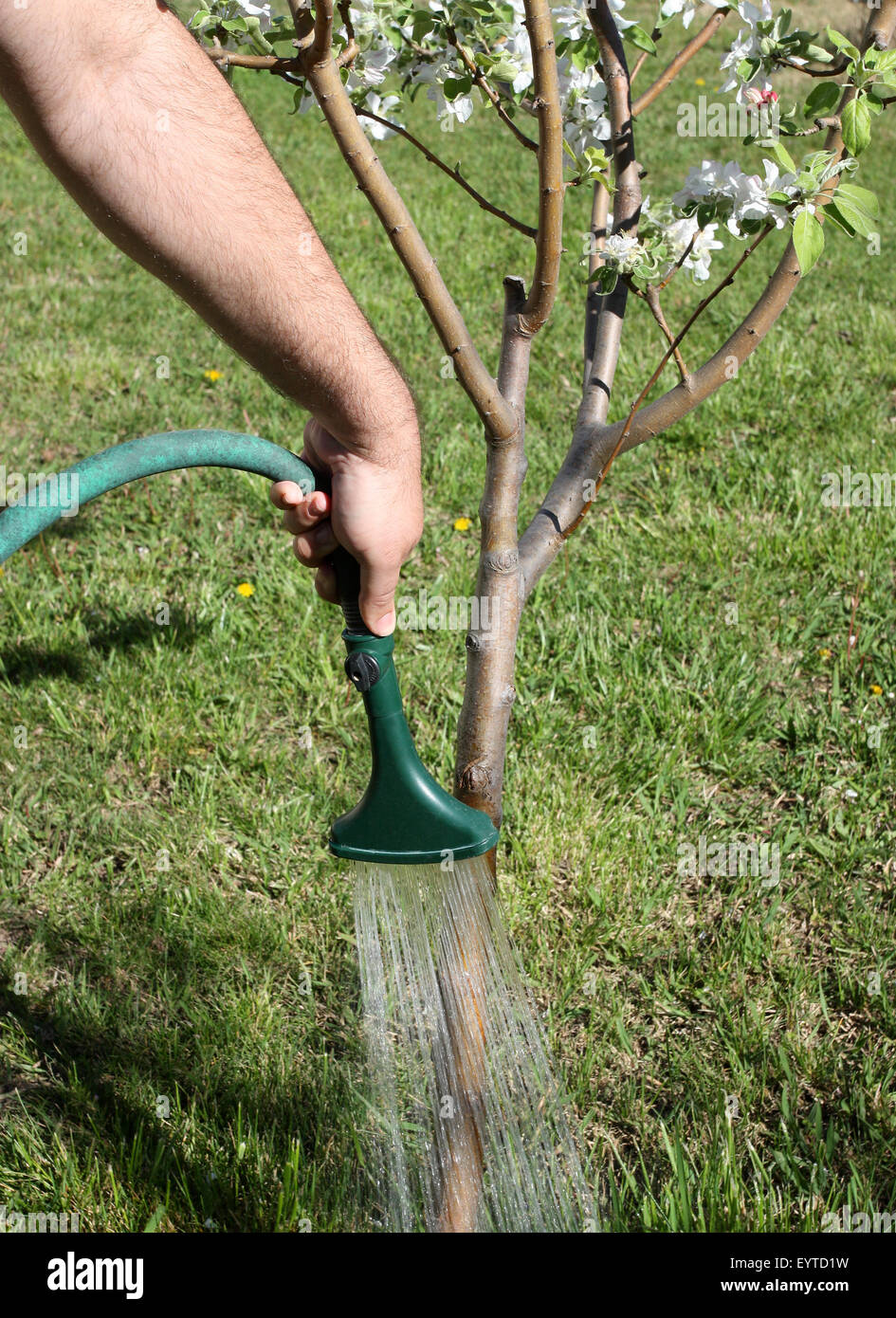 Gardener watering young fruit tree Stock Photo Alamy