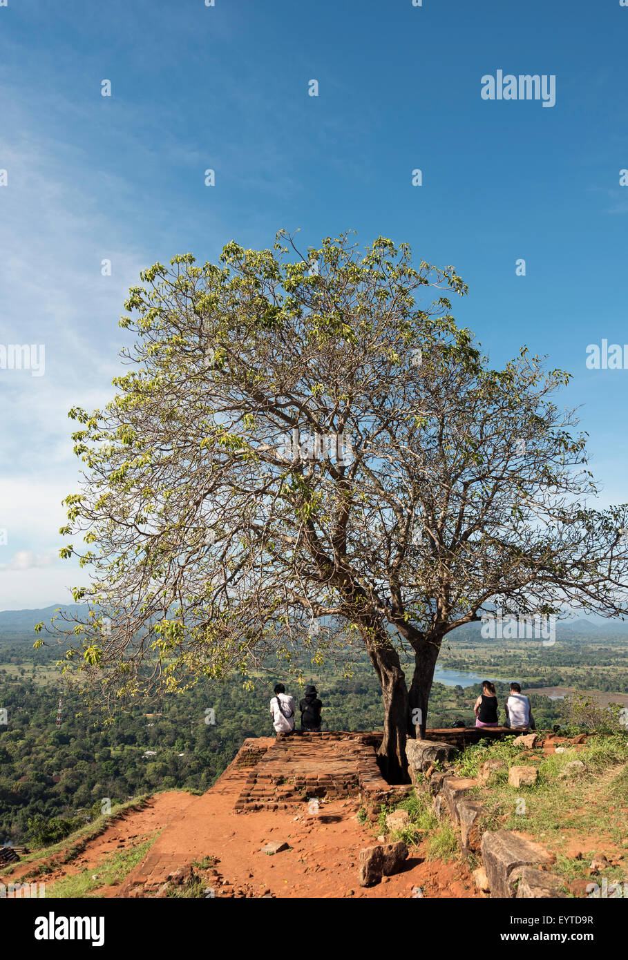 Tree on Top of Sigiriya Rock, Sri Lanka Stock Photo
