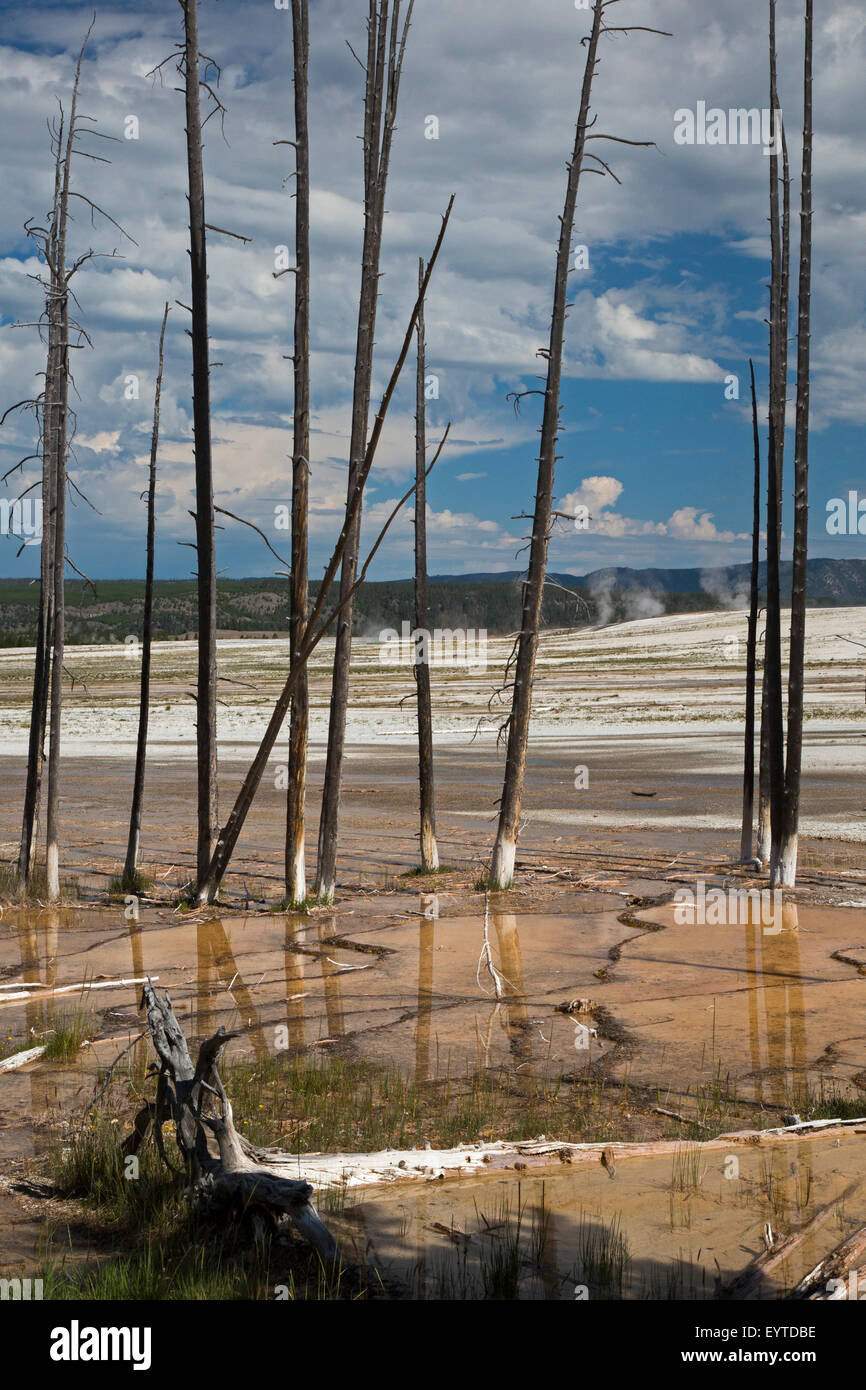 Yellowstone National Park, Wyoming - Dead trees in Yellowstone's Lower Geyser Basin. Stock Photo