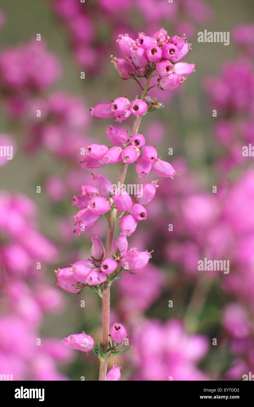 Bell heather (erica cinerea) growing on Derbyshire moorland in the Peak District National Park, United Kingdom Stock Photo