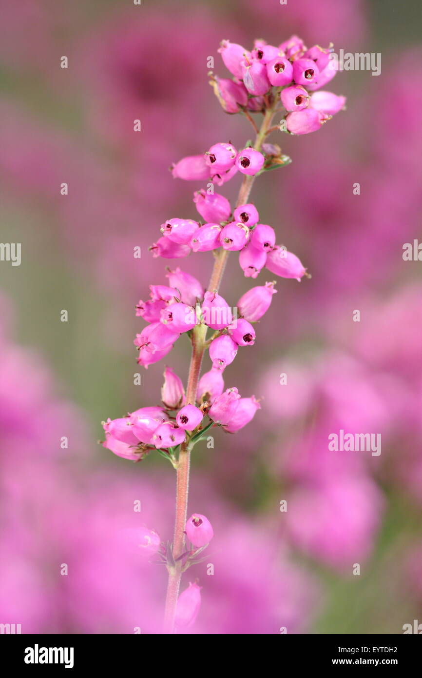 Bell heather (erica cinerea) growing on Derbyshire moorland in the Peak District National Park, United Kingdom Stock Photo