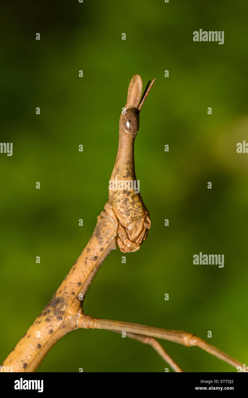 Portrait Of A Horsehead Grasshopper Stock Photo - Alamy