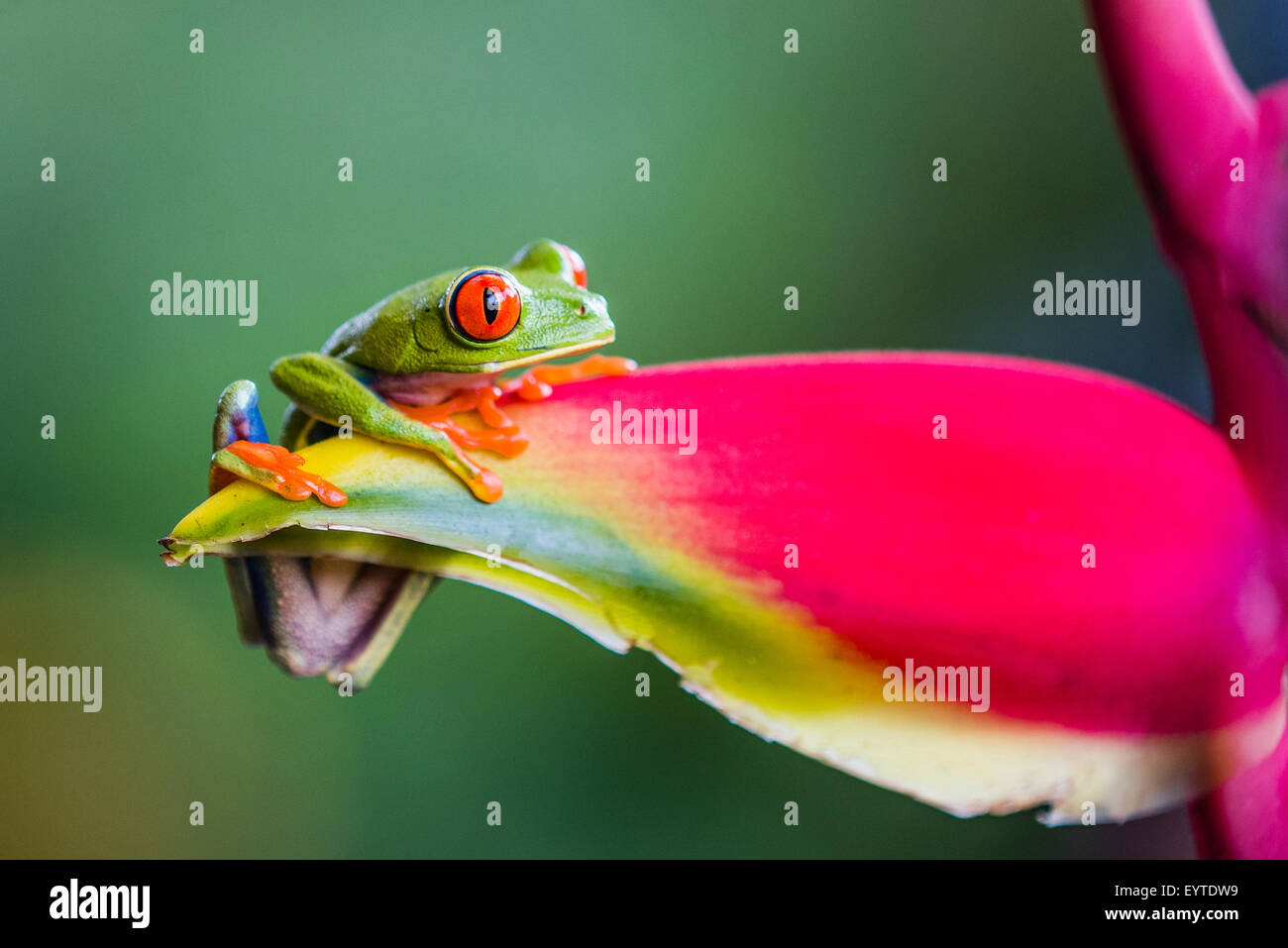 A Red-eyed Tree Frog on a False Bird of Paradise flower Stock Photo