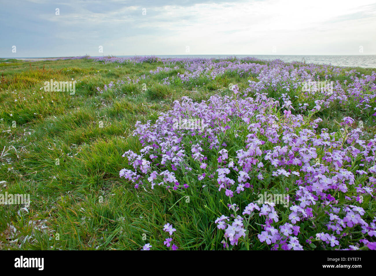 Italy, Sardinia, coastal scenery, mauve flowers, Stock Photo
