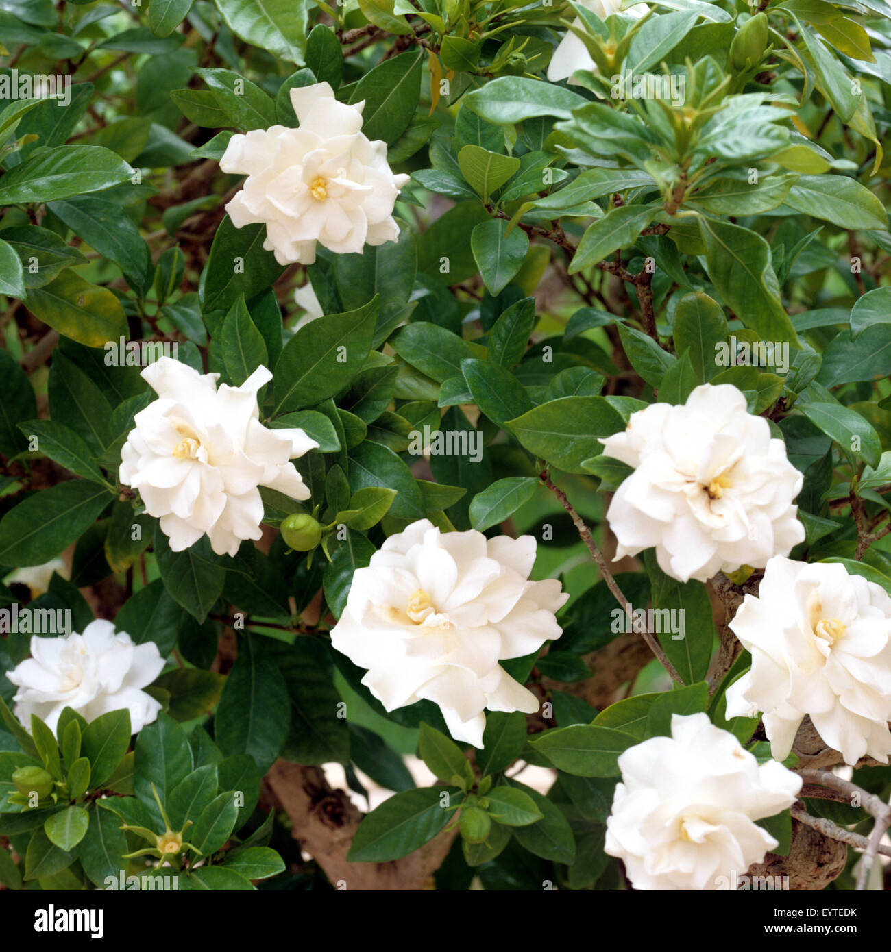 Gardenie; Gardenia jasminoides; Stock Photo