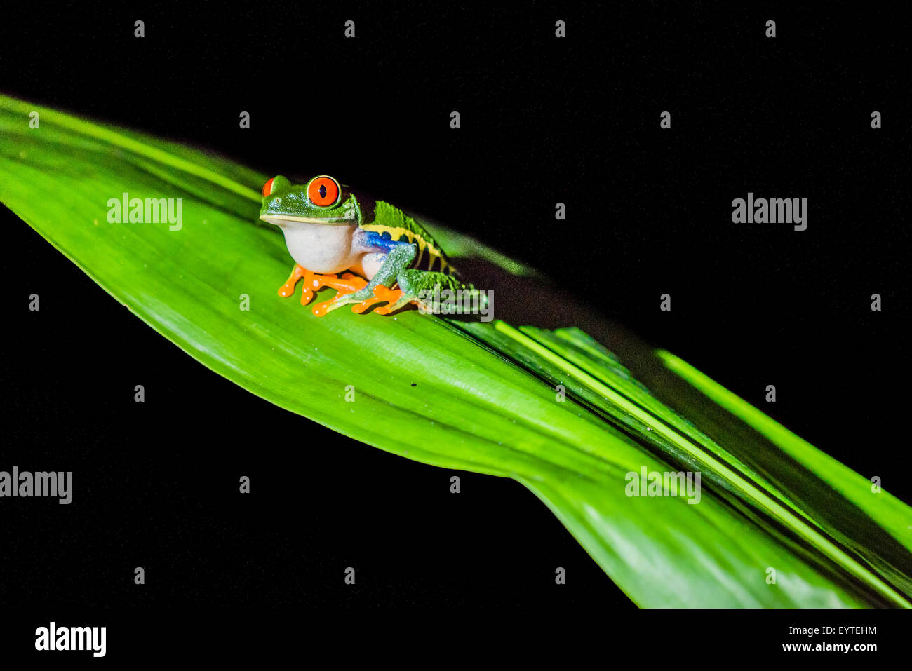 A male Red-eyed Tree Frog calling Stock Photo