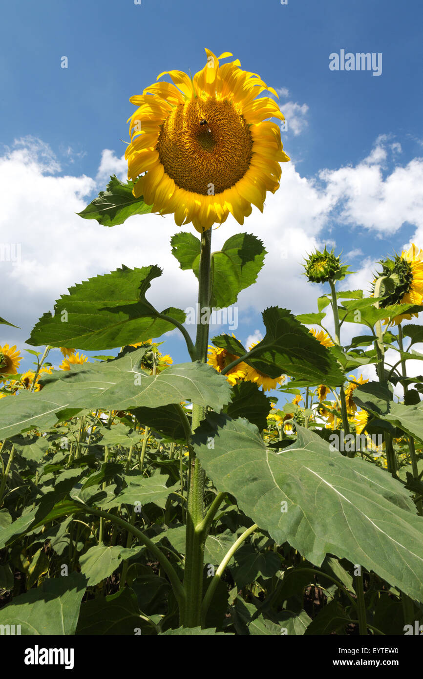 sunflowers in the field Stock Photo - Alamy