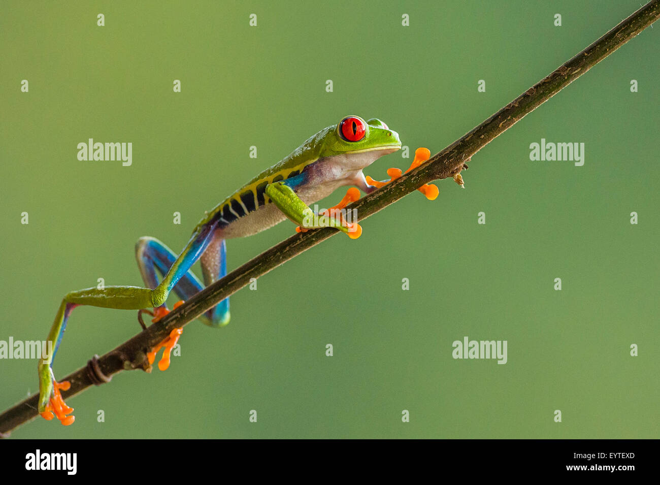 A Red-eyed Tree Frog climbing a stick Stock Photo