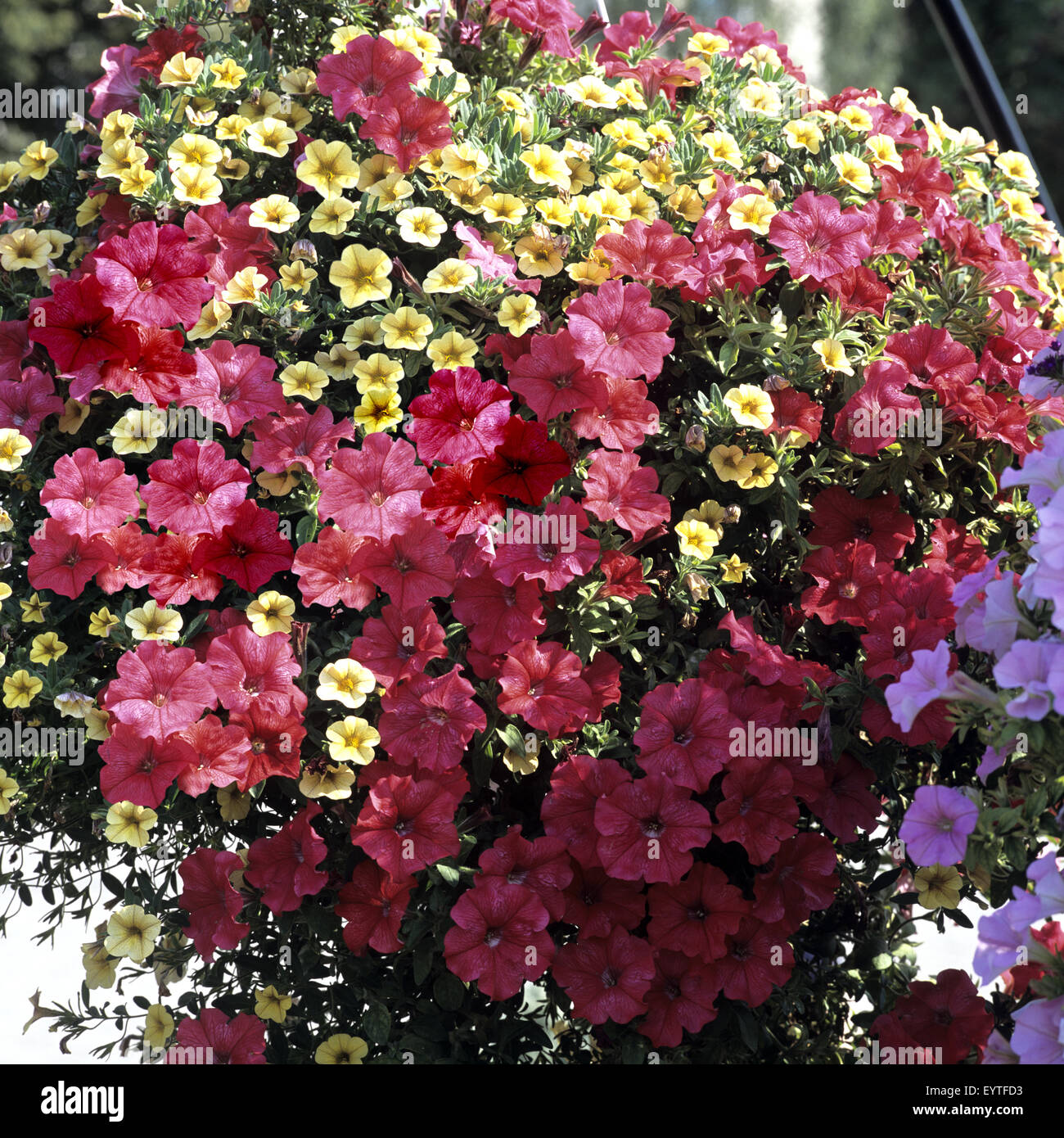 Petunie, Pitunia, Calibrachoa, Carillon Rose, kleinblütige Surfinia, Zauberglöckchen Stock Photo