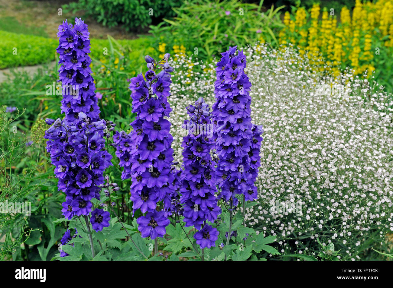 Larkspur 'harlequin', deep-blue Blütenrispen near black eye, period of bloom from June to September, behind it blossoming veil herb and Goldfelberich Stock Photo