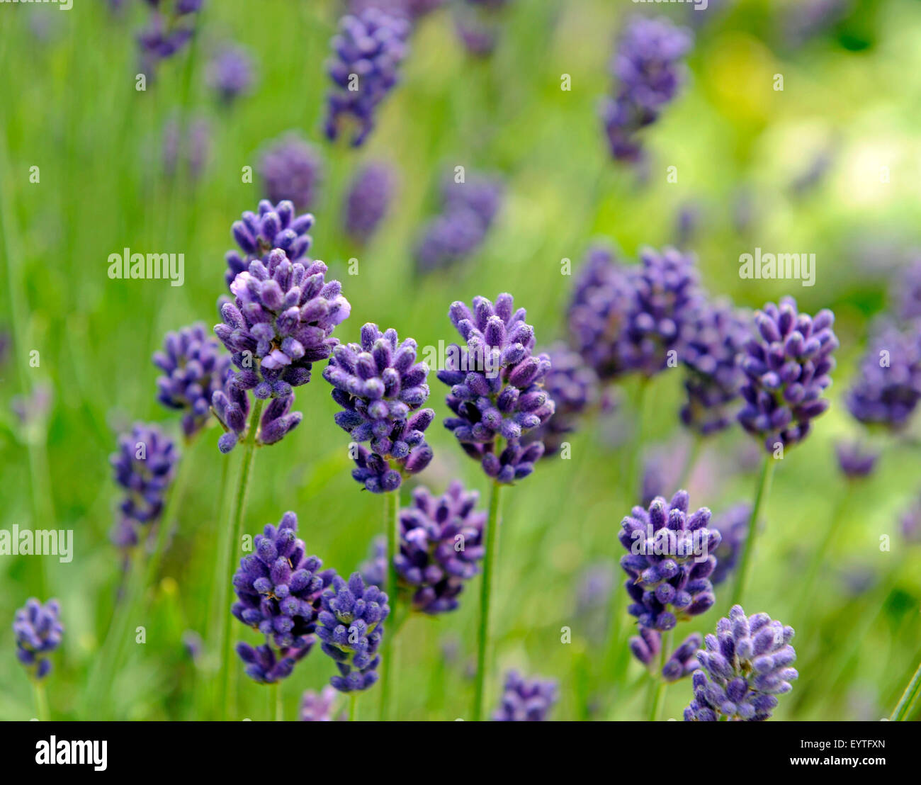 Blossoming real lavender, old medicament plant Stock Photo
