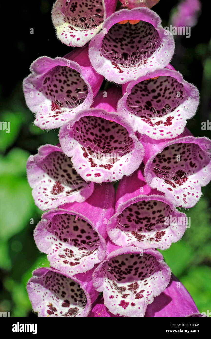 Inflorescence of the red thimble on a forest clearing Stock Photo