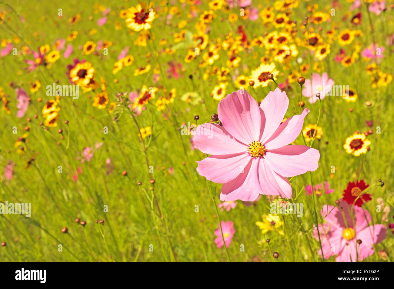 A field of wildflowers growing along the Deschutes River in Oregon near the town of Bend, in July. Stock Photo