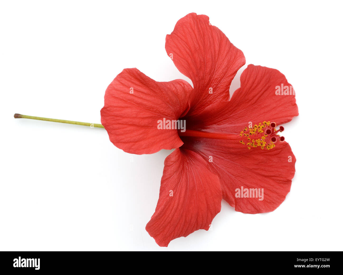 Hibiskus; Hibiscus rosa-sinensis Stock Photo