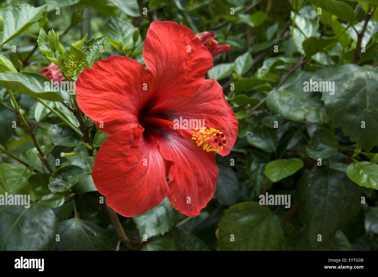 Hibiskus; Hibiscus, rosa, sinensis; Stock Photo