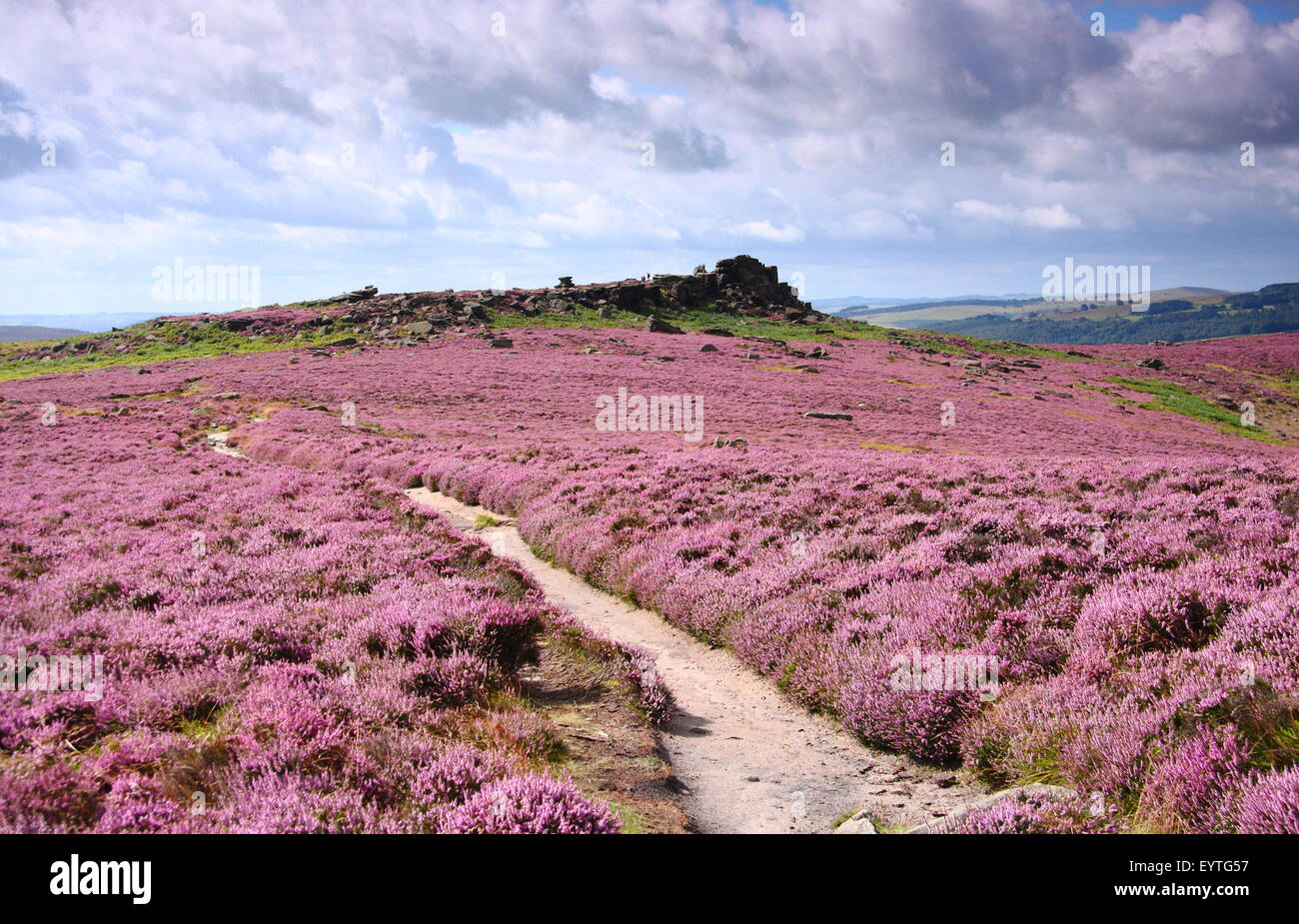 Blossoming Heather (calluna vulgaris) fringes a path on Hathersage Moor in the Peak District National Park, Yorkshire England UK Stock Photo