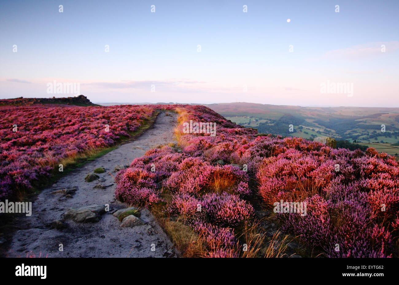 Blossoming Heather (calluna vulgaris) fringes a path on Hathersage Moor in the Peak District National Park, Yorkshire England UK Stock Photo