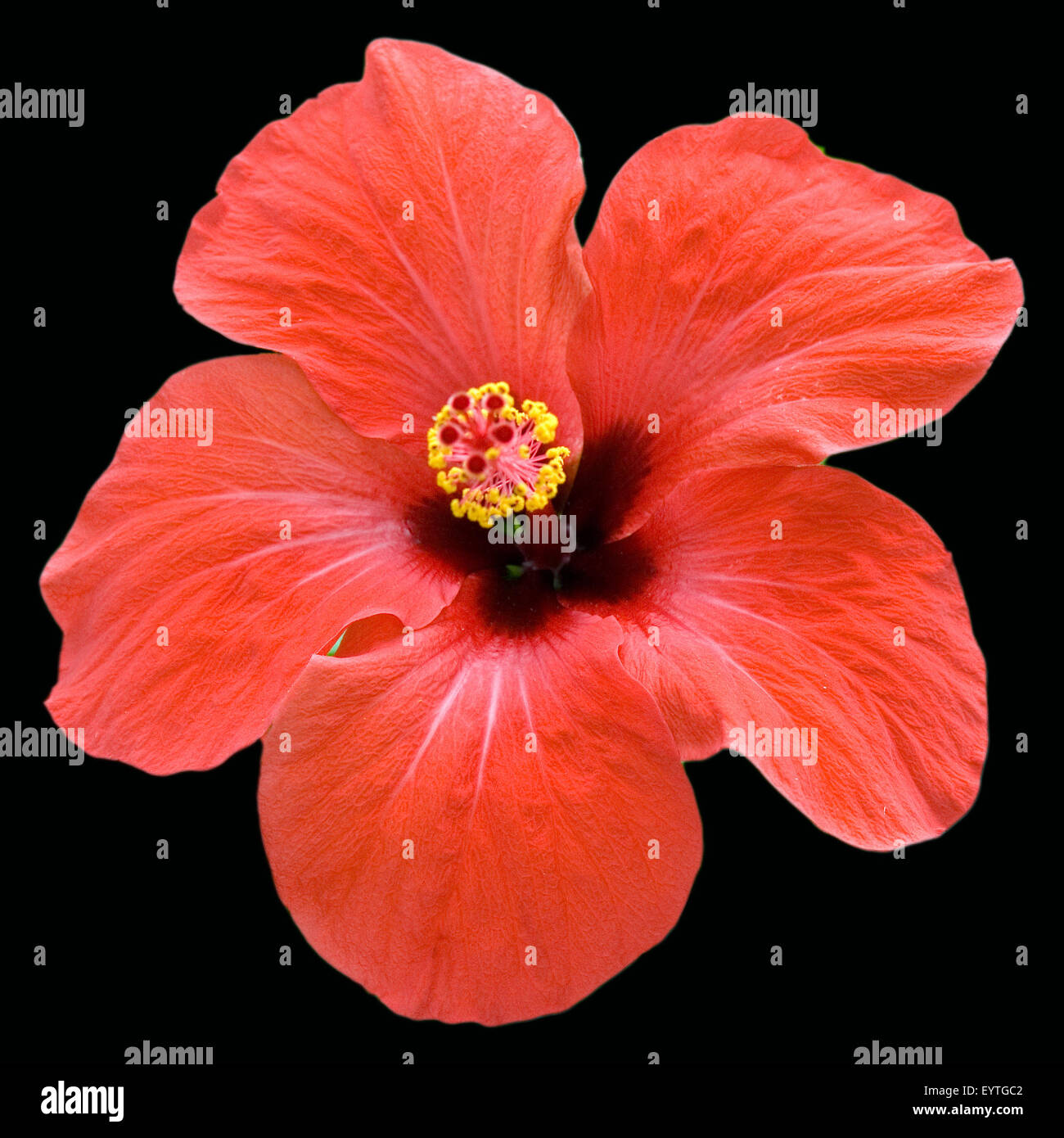 Hibiskus; Hibiscus rosa-sinensis Stock Photo