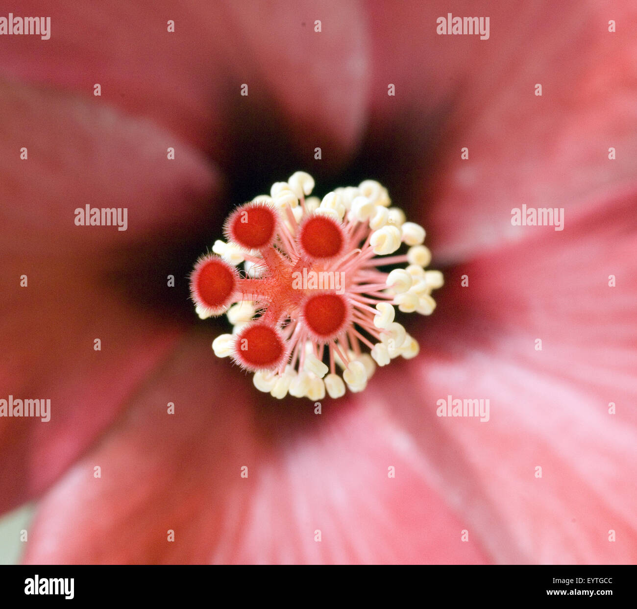 Hibiskusblüte;  Hibiscus rosa-sinensis Stock Photo
