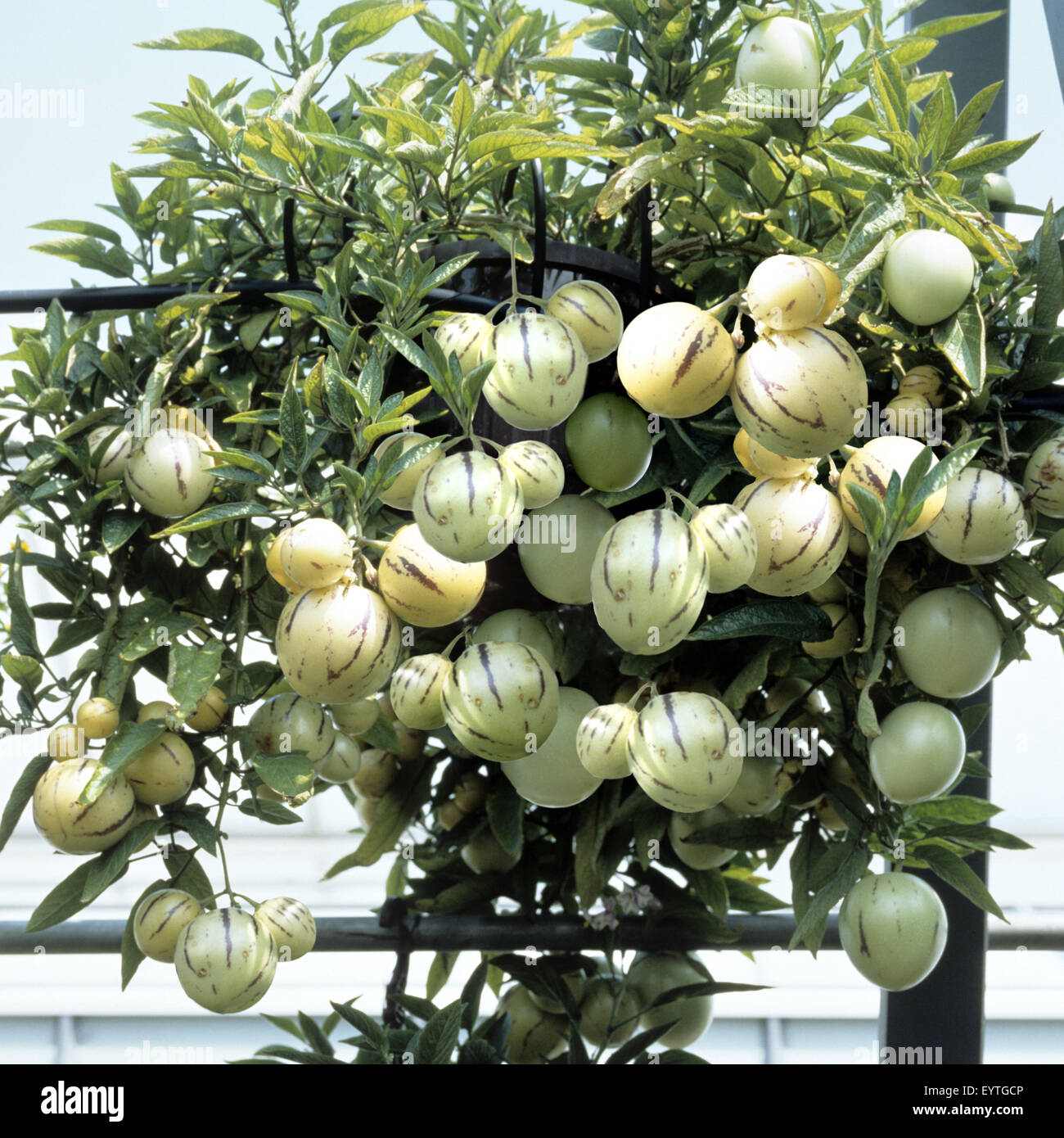 Honigmelone, Pepino, Solanum muricatum, Nachtschatten Stock Photo