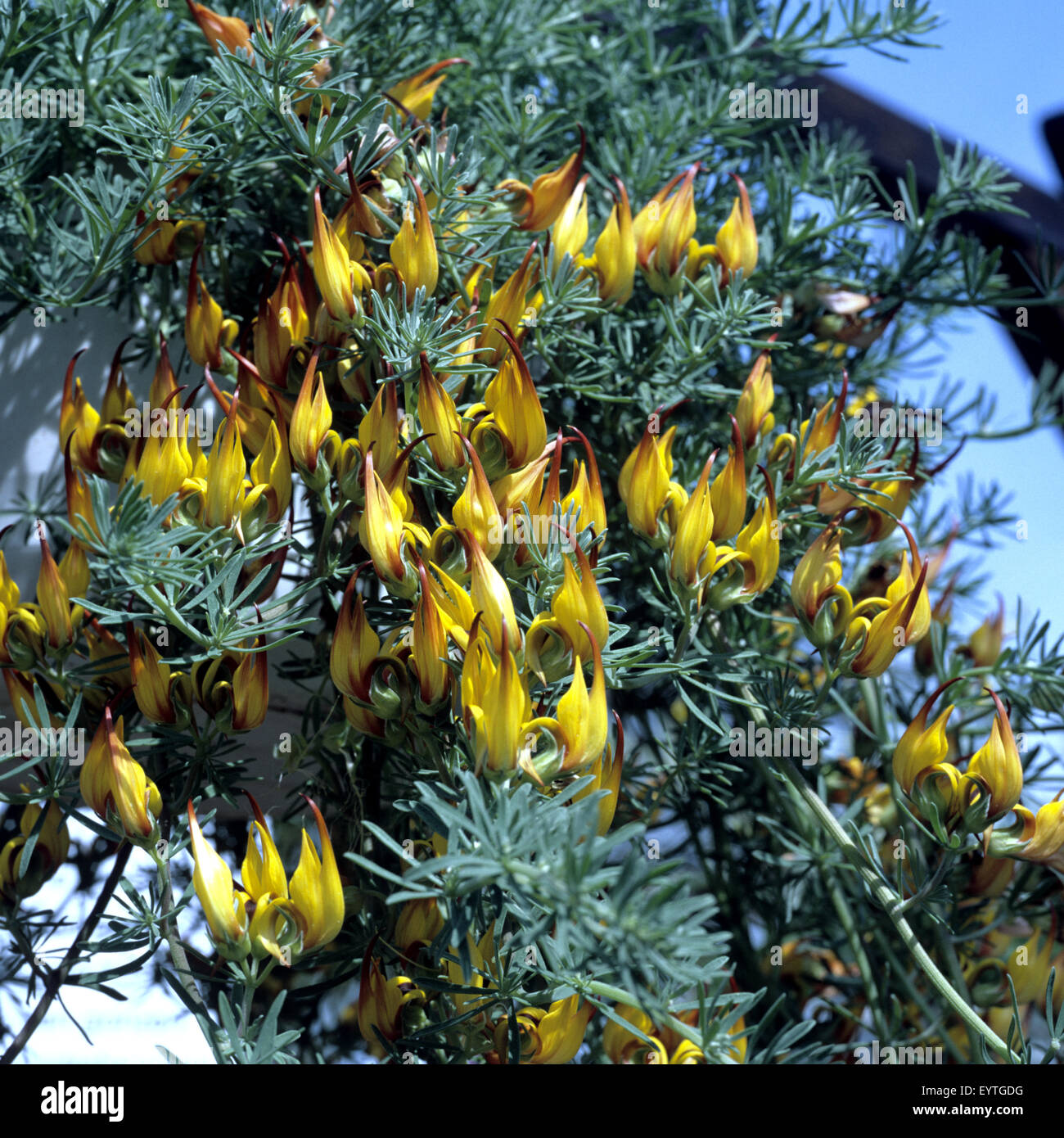 Hornklee, Lotus berthelotii Stock Photo - Alamy