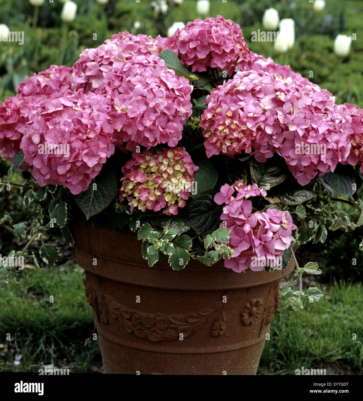 Hortensie, Balkonblumen, Blumen auf Terrasse, Gartenblumen, Kübelpflanzen,  Hydrangea Stock Photo - Alamy
