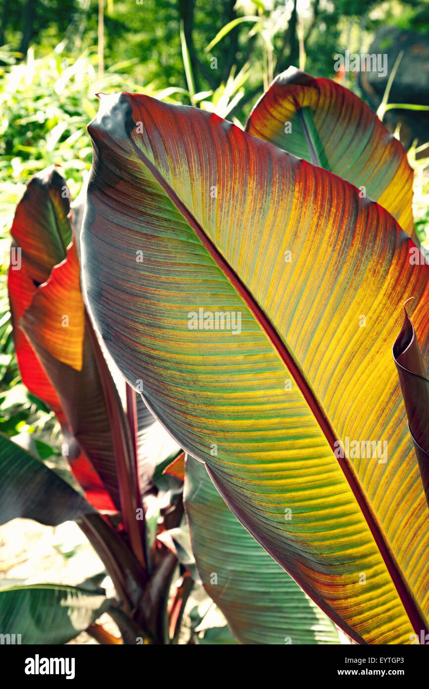 Sunlight garden leaves hi-res stock photography and images - Alamy