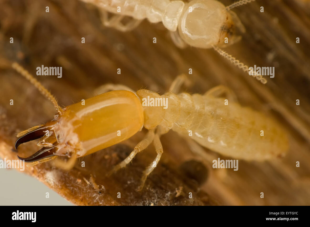 Soldier subterranean termites on wood Stock Photo