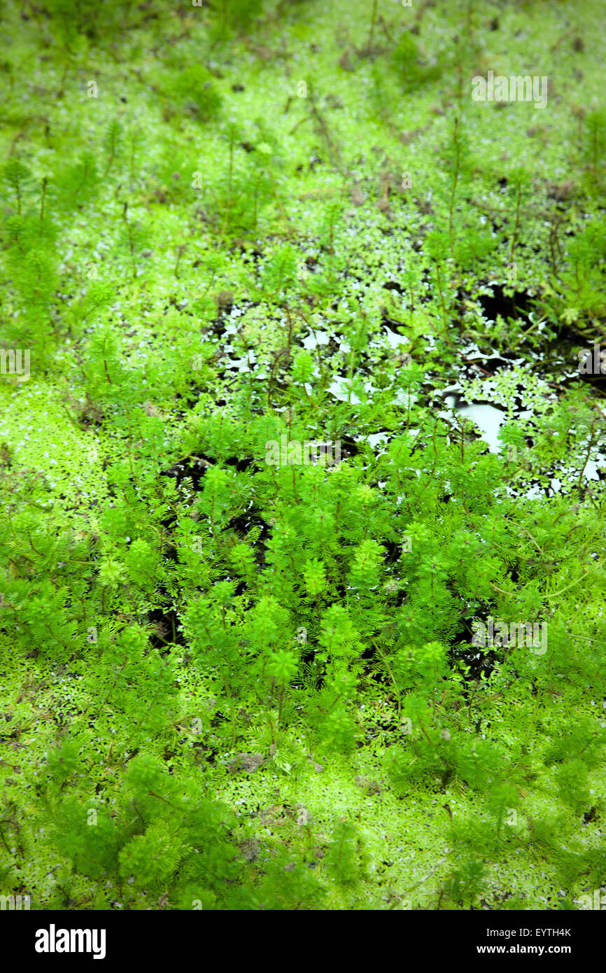 Acquatic Plants High Resolution Stock Photography and Images - Alamy